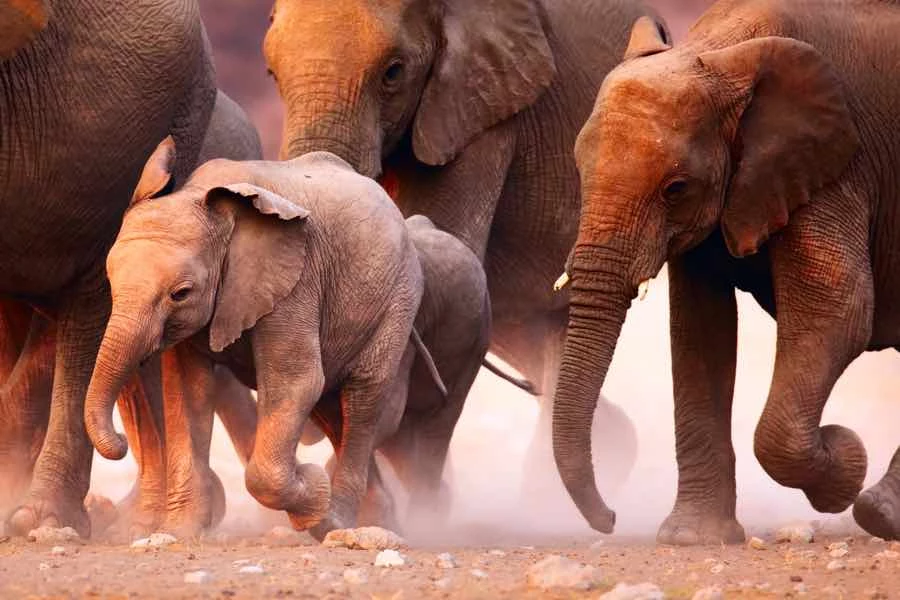 Etosha